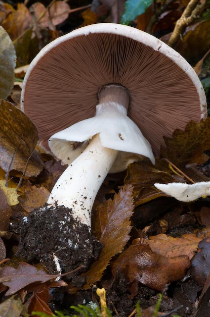 Agaricus sp? (cfr. Agaricus sylvicola)